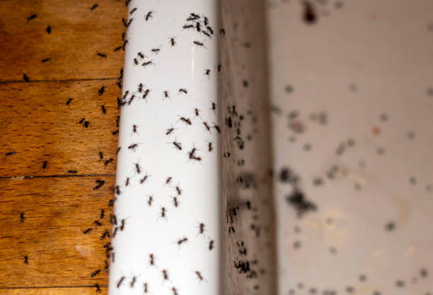 Best Commercial Pest Control Services  in Pea Ridge, WV