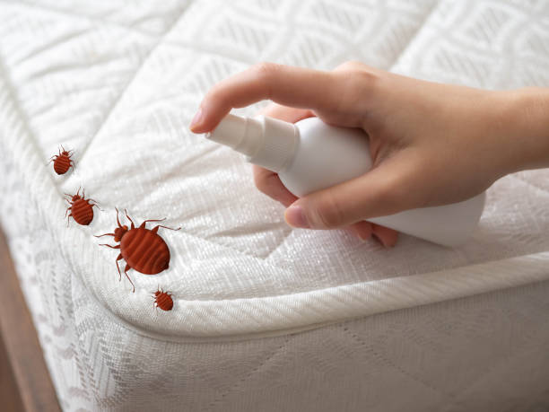 Best Affordable Pest Control Services  in Pea Ridge, WV