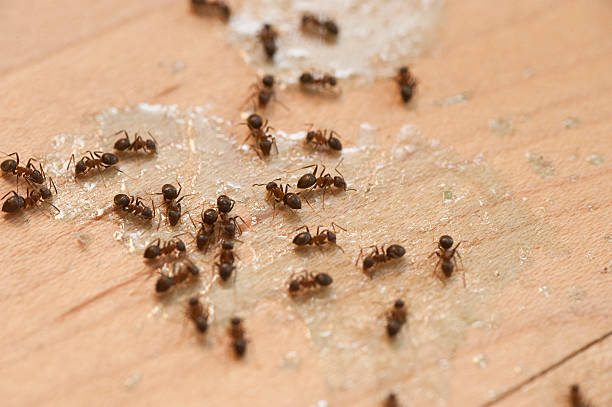 Best Wasp Removal Services  in Pea Ridge, WV