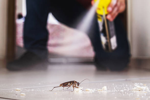 Best Pest Prevention Services  in Pea Ridge, WV