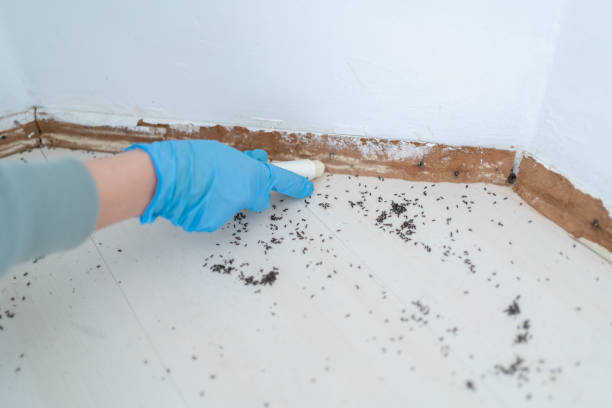 Best Rat Extermination Near Me  in Pea Ridge, WV